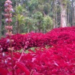 355052_kebun-raya-baturraden_663_382