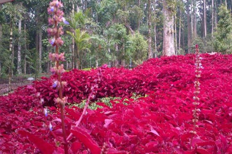 355052_kebun-raya-baturraden_663_382