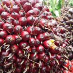 Pungutan Ekspor CPO Naik 68,32 Dolar AS/MT Per November 2024
