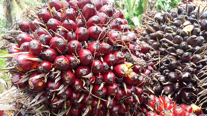 Pungutan Ekspor CPO Naik 68,32 Dolar AS/MT Per November 2024