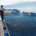 kkp berharap budidaya terapkan prinsip berkelanjutan