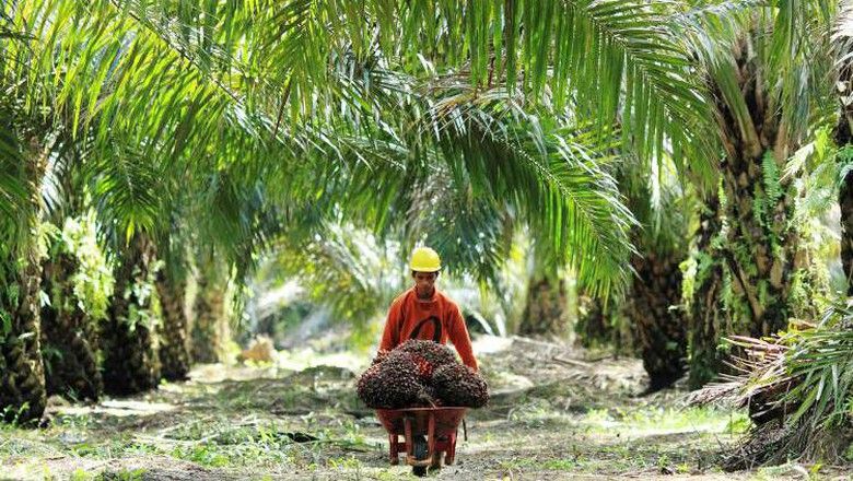 pemerintah alokasikan rp5,56 t untuk remajakan pohon sawit
