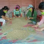 kopi khas karo ini diekspor ke mesir