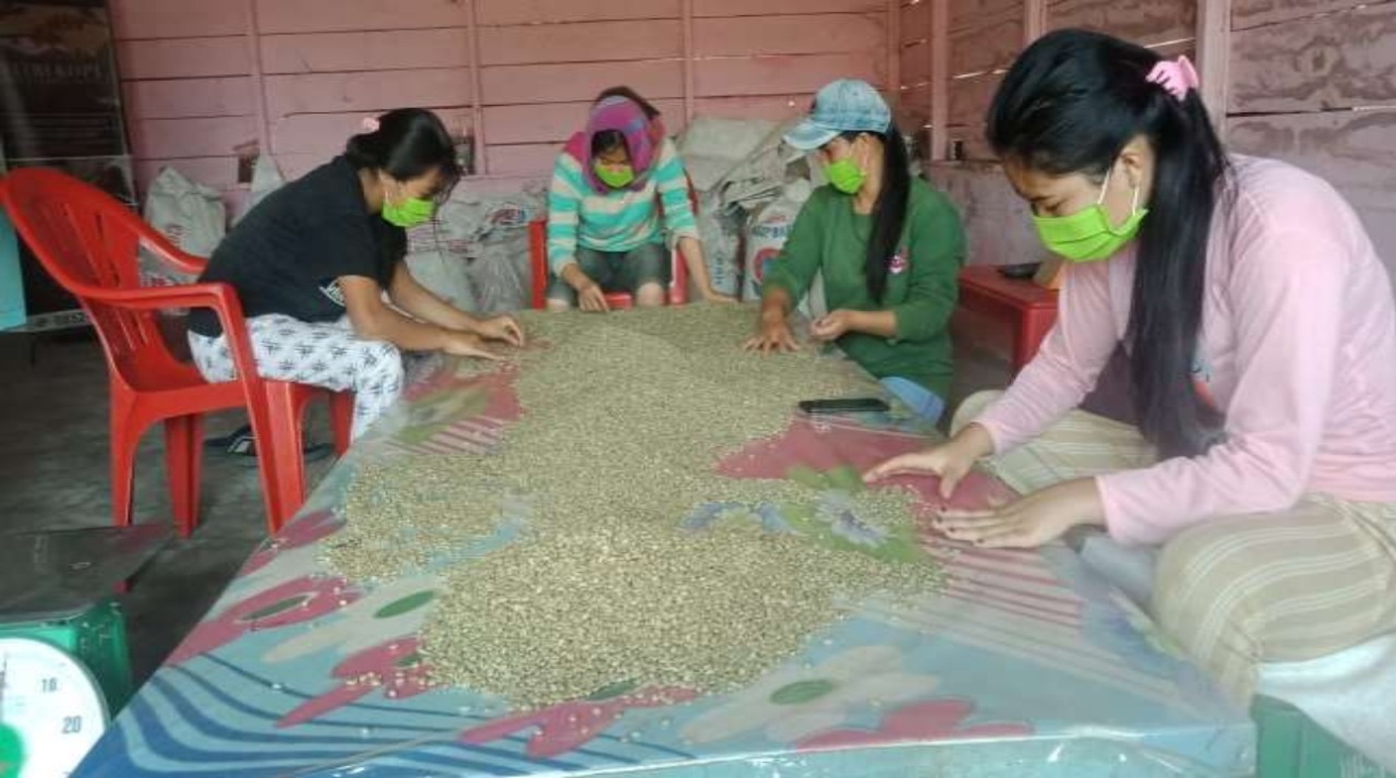 kopi khas karo ini diekspor ke mesir