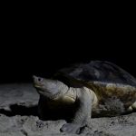 pertamina ep rantu field selamatkan telur tuntong