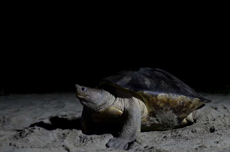 pertamina ep rantu field selamatkan telur tuntong