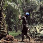 Produktifitas Petani Rendah, Koalisi Usulkan Moratorium Sawit Diperpanjang