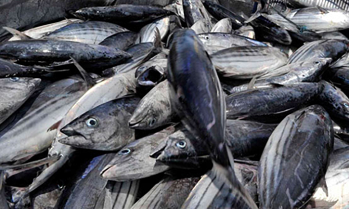 Punya Hasil Laut Melimpah, Apa yang Didapat Maluku Tak Sebanding