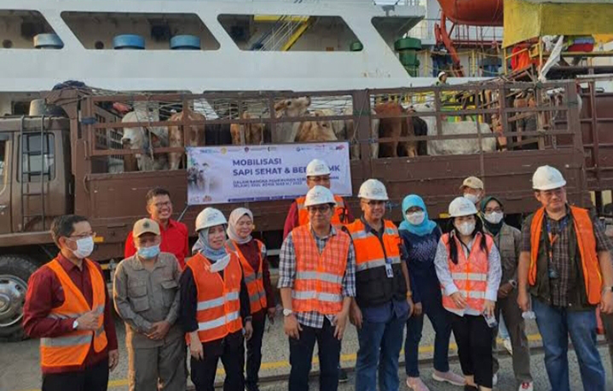 Sambut Hari Raya Idul Adha, Berdikari Pasok 450 ekor Sapi dari Sidrap - Sulsel