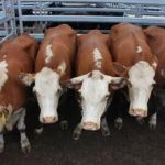 Ngeri Ya : Harga Sapi Rakyat Disikat Isue PMK, Impor Sapi Merajela