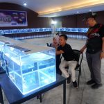 RI Urutan Kedua Sebagai Eksportir Ikan Hias Dunia
