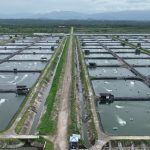 Perusahaan Tambak Udang di Maluku Berhasil Efisiensi Rp 123 Juta Lebih per Hari Berkat Listrik PLN