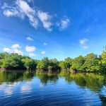 Kembangkan Hutan Mangrove di Bali, PLN Sukses Jaga Lingkungan dan Berdayakan Masyarakat