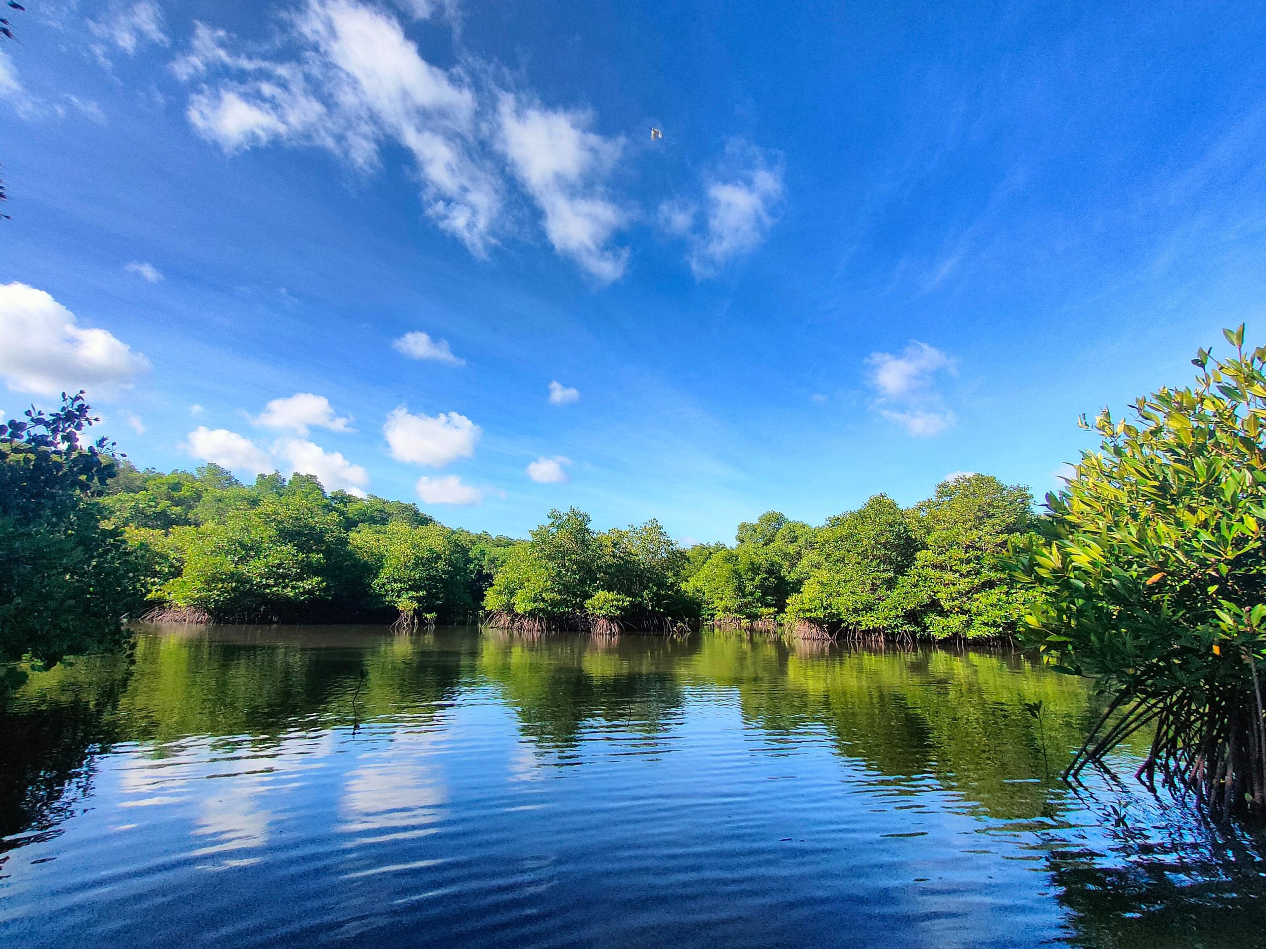 Kembangkan Hutan Mangrove di Bali, PLN Sukses Jaga Lingkungan dan Berdayakan Masyarakat