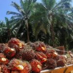 Dukung EBT, BPDPKS Riset CPO Betul-betul Dapat Jadi Biodiesel