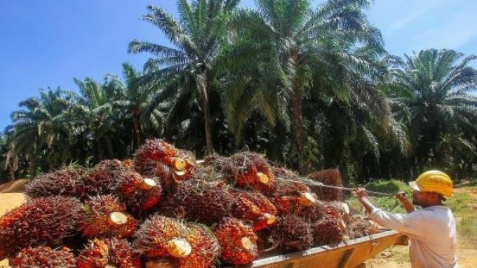 Dukung EBT, BPDPKS Riset CPO Betul-betul Dapat Jadi Biodiesel