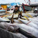 Sistem Pascaproduksi PIT Tingkatkan PNBP SDA Perikanan 30%