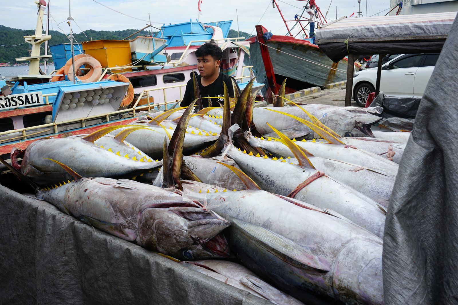 Sistem Pascaproduksi PIT Tingkatkan PNBP SDA Perikanan 30%