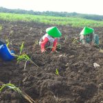 Gak Nyangka, Tanaman Sepele Ini Jadi Sumber Pendapatan Miliaran Rupiah di Desa