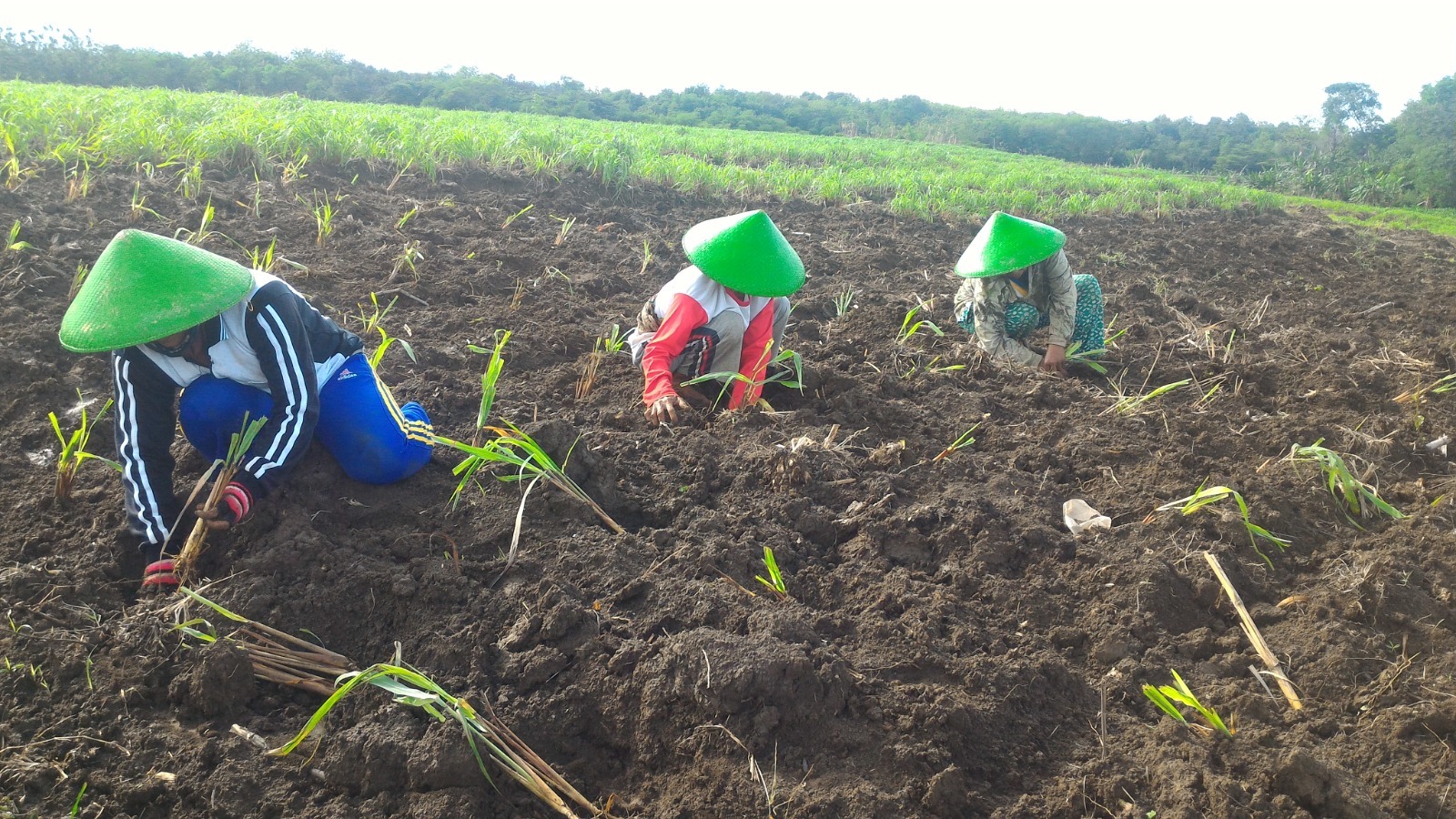 Gak Nyangka, Tanaman Sepele Ini Jadi Sumber Pendapatan Miliaran Rupiah di Desa