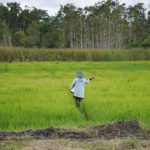 Petani sambut gembira penurunan harga pupuk bersubsidi hingga 20 persen jelang musim tanam, sebut kebijakan ini bukti nyata keberpihakan pemerintah.