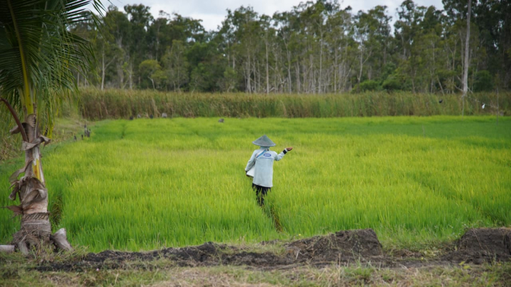 Petani sambut gembira penurunan harga pupuk bersubsidi hingga 20 persen jelang musim tanam, sebut kebijakan ini bukti nyata keberpihakan pemerintah.