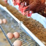 BPS catat produksi beras 2025 melonjak 13,54% jadi 34,77 juta ton. Mentan Amran optimistis Indonesia capai swasembada pangan.