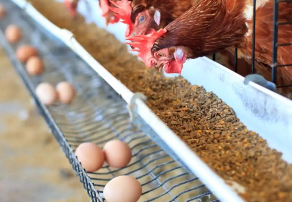 BPS catat produksi beras 2025 melonjak 13,54% jadi 34,77 juta ton. Mentan Amran optimistis Indonesia capai swasembada pangan.