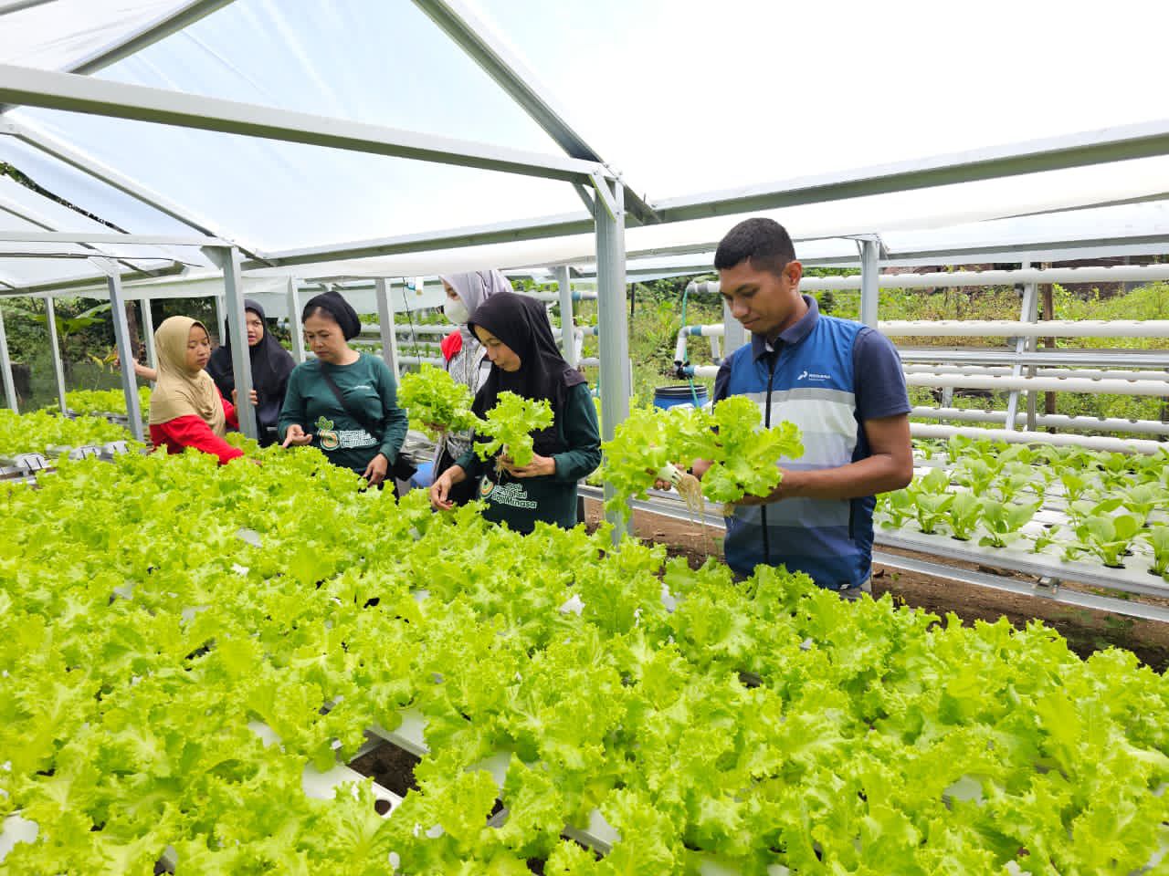 Pertamina Patra Niaga Dorong Ketahanan Pangan Lewat Panen Bersama Kelompok Wanita Tani di Maros