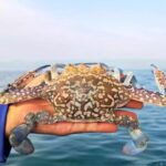 Ekspor Rajungan Sulit Tembus Pasar AS Tanpa Certificate of Admissible