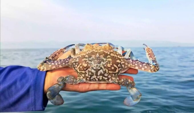 Ekspor Rajungan Sulit Tembus Pasar AS Tanpa Certificate of Admissible