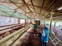 Program Elektrifikasi Pertanian dan Kelautan PLN Tumbuh 30%, Jangkau 390 Ribu Pelanggan pada 2025