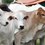 Kementan memperketat pengawasan hewan kurban jelang Iduladha 1447 H guna mencegah zoonosis dan menjaga keamanan pangan.