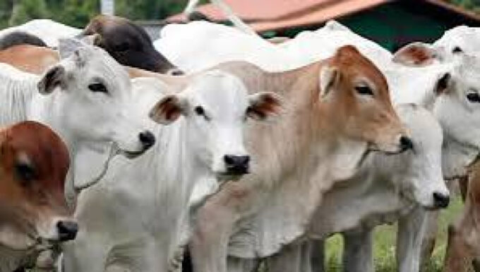 Kementan memperketat pengawasan hewan kurban jelang Iduladha 1447 H guna mencegah zoonosis dan menjaga keamanan pangan.
