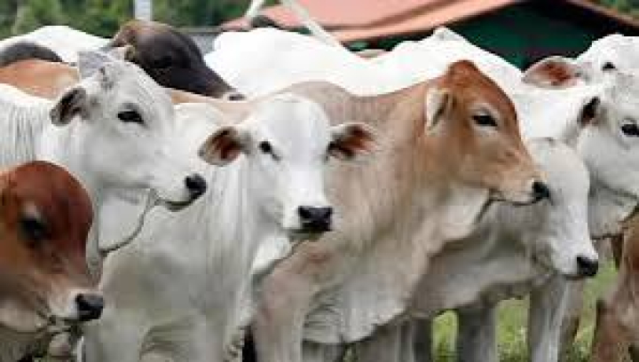 Kementan memperketat pengawasan hewan kurban jelang Iduladha 1447 H guna mencegah zoonosis dan menjaga keamanan pangan.