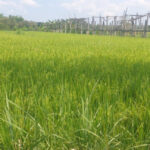 Said Didu menilai swasembada pangan Indonesia mulai nyata, petani disebut makin merasakan dampak kebijakan pemerintah.