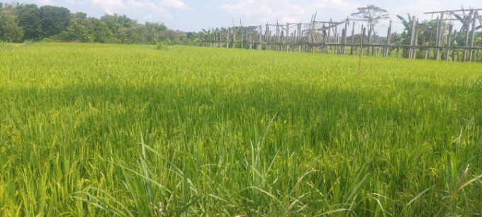 Said Didu menilai swasembada pangan Indonesia mulai nyata, petani disebut makin merasakan dampak kebijakan pemerintah.