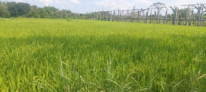 Said Didu menilai swasembada pangan Indonesia mulai nyata, petani disebut makin merasakan dampak kebijakan pemerintah.