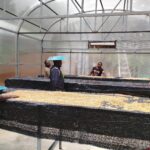 Kopi Tiom Tembus Pasar Nasional, Sentuhan PLN (Persero) Dongkrak Pendapatan Petani Papua