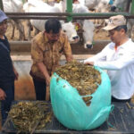 Kementan memperkuat cadangan pakan ternak dan Bank Pakan untuk menjaga produktivitas peternakan saat musim kemarau 2026.