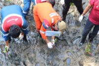 Ribuan Mangrove Ditanam PHI, Pesisir Kalimantan Diperkuat dari Ancaman Abrasi