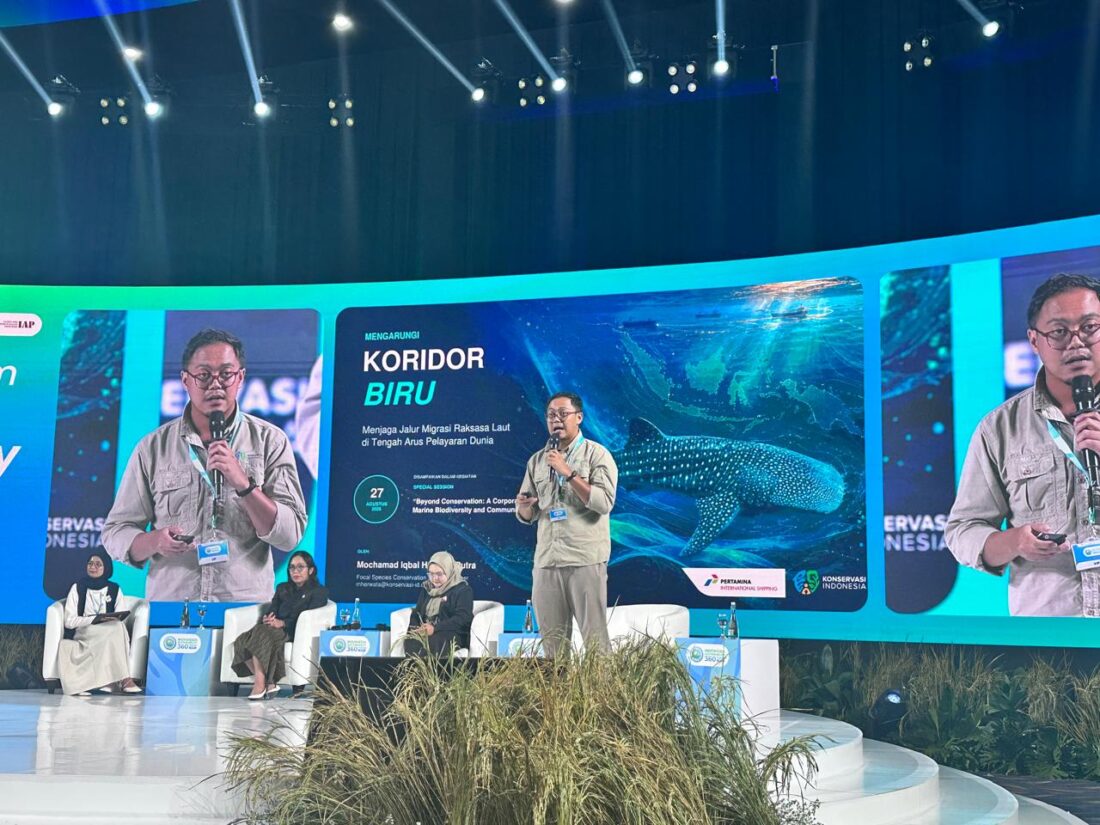 Hiu Paus Makin Terancam, PIS Turun Tangan dengan Teknologi Canggih