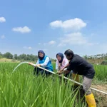 Listrik PLN Bikin Petani Bekasi Bisa Tanam 3 Kali, BBM Hemat 2.560 Liter