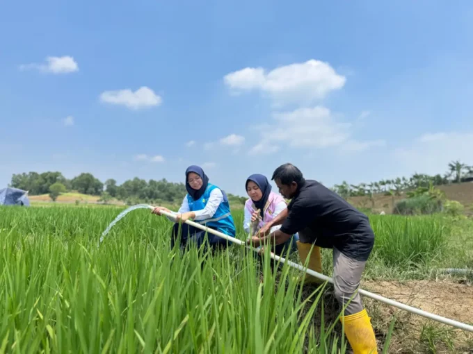 Listrik PLN Bikin Petani Bekasi Bisa Tanam 3 Kali, BBM Hemat 2.560 Liter