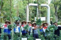 Panas Bumi Kamojang Sulap 600 Ton Limbah, Panen Petani Tembus 55 Ton