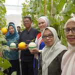 Panen Melon Premium Tembus 128 Buah, Perempuan Kaltim Raup Peluang Baru dari Hidroponik