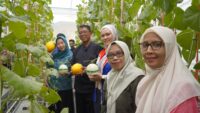 Panen Melon Premium Tembus 128 Buah, Perempuan Kaltim Raup Peluang Baru dari Hidroponik
