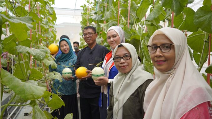 Panen Melon Premium Tembus 128 Buah, Perempuan Kaltim Raup Peluang Baru dari Hidroponik